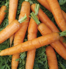 Little Fingers Carrot Seeds 1g (Approx. 849 seeds) - Indoor Farmer