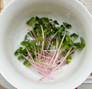 Microgreen Radish Certified Organic 50g - Indoor Farmer