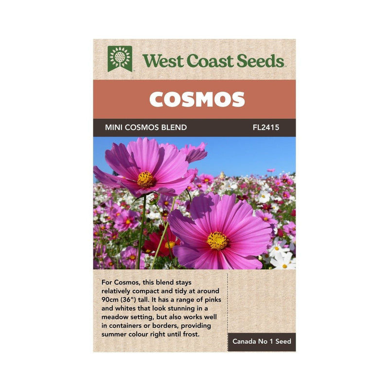 cosmos flower seeds online Mini Blend Cosmos Seeds