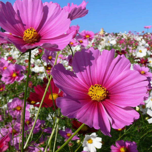 Mini Blend Cosmos Seeds 1g (Approx. 160 seeds) - Indoor Farmer