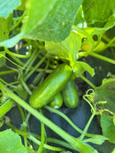 Mini - Me F1 Organic Cucumber Seeds 10 seeds - Indoor Farmer