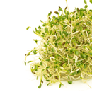 Mumm's Sprouting Seeds Sandwich Booster 125g - Indoor Farmer