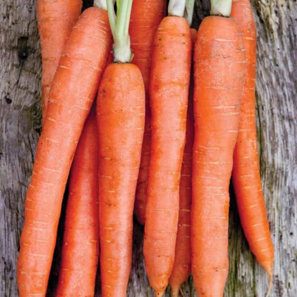 Nantes Coreless Carrot Seeds 0.75g (Approx 840 seeds) - Indoor Farmer