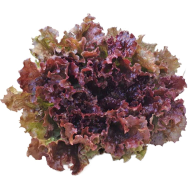 New Red Fire Lettuce Seeds 300 Seed Packet - Indoor Farmer