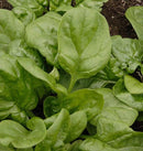 Olympia F1 Spinach Seeds 410 seeds - Indoor Farmer