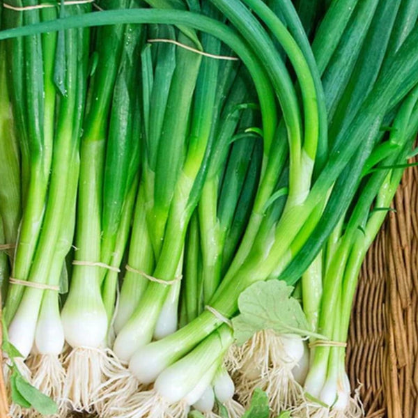 Onion - Eiffel Scallion Seeds 1g (Approx. 272 seeds) - Indoor Farmer