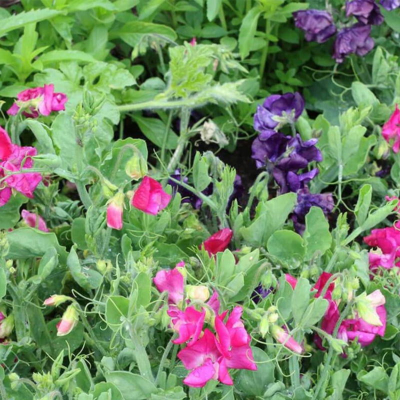 sweet pea indoor plant Patio Mix Sweet Pea Seeds