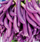 Ping Tung Long Eggplant Seeds 0.25g(Approx. 70Seeds) - Indoor Farmer