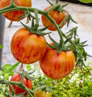 Pink Bumble Bee Organic Tomato Seeds 10 seeds - Indoor Farmer