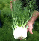 Preludio F1 Organic Fennel Seeds 25 seeds - Indoor Farmer