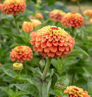 Queeny Lime Orange Zinnia Seeds 25 seeds - Indoor Farmer
