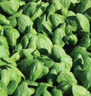 Renegade F1 Coated Organic Spinach Seeds 380 seeds - Indoor Farmer
