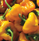Scotch Bonnet Pepper Seeds Approx. 50 seeds - Indoor Farmer