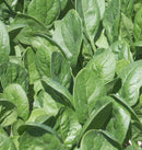 Seaside F1 Spinach Seeds 495 seeds - Indoor Farmer