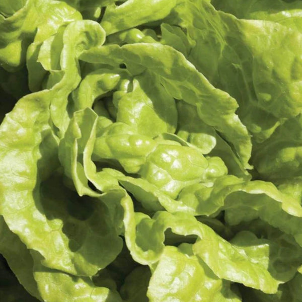 Simpson Elite Lettuce Seeds 0.75g (Approx. 705 seeds) - Indoor Farmer