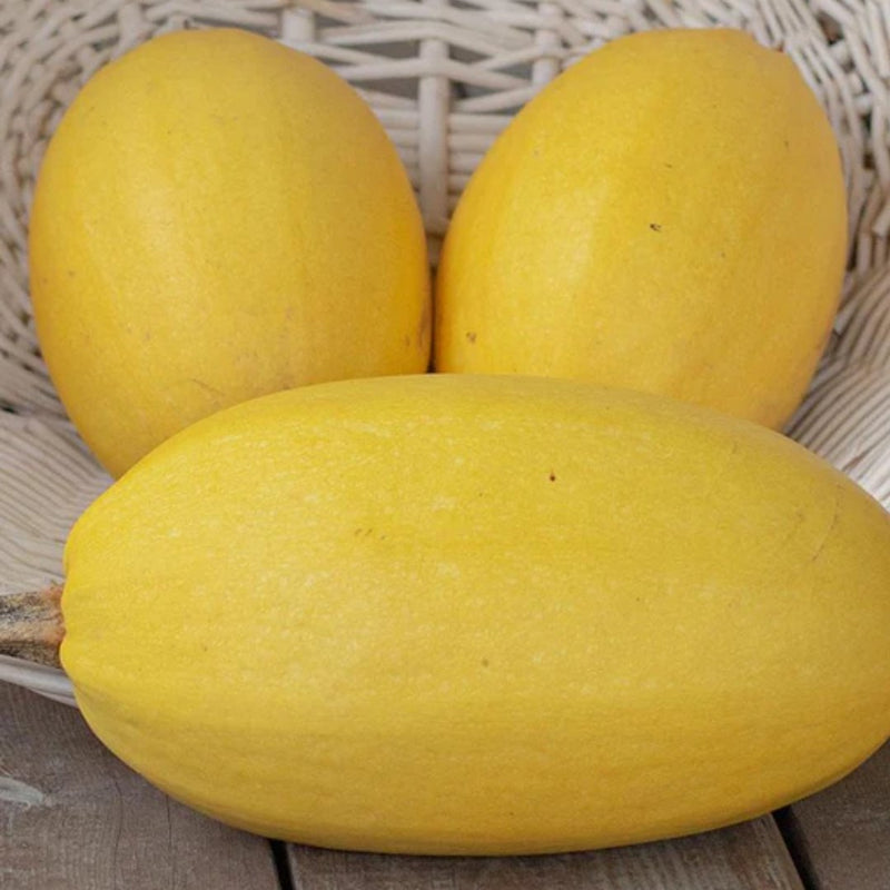 Spaghetti Squash Seeds 3g (Approx 18 seeds) - Indoor Farmer