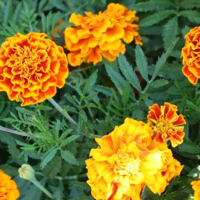 Sparky Mix Marigold Seeds 0.5g (Approx. 160 seeds) - Indoor Farmer