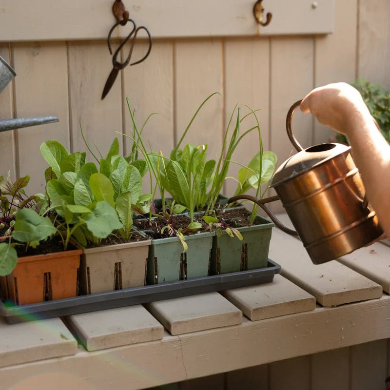 Sproutbox Seed Starting Kit