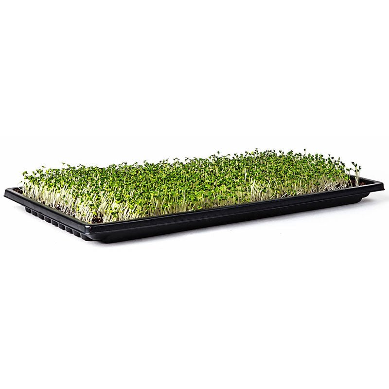 Sunblaster 1020 Double Thick 1.25" Deep Microgreen Trays No Holes - Indoor Farmer