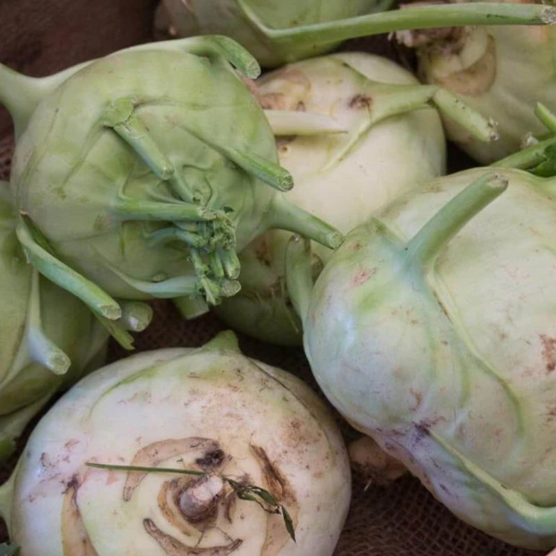 Superschmeltz Kohlrabi Seeds 0.5g (Approx. 150 seeds) - Indoor Farmer