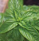 Sweet Basil Seeds 0.5g (Approx 450 Seeds) - Indoor Farmer