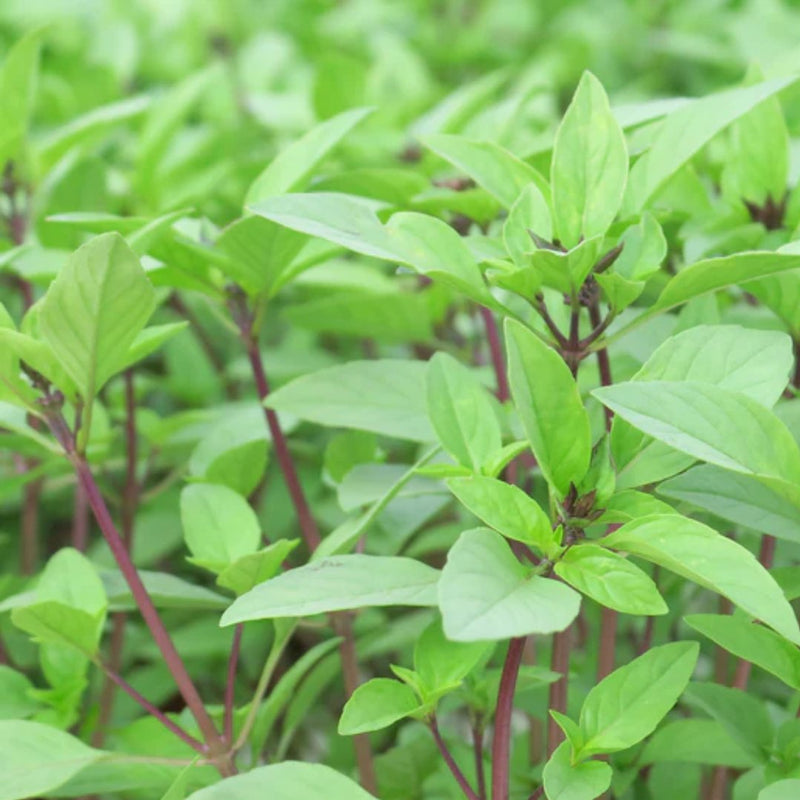 Sweet Thai Organic Basil Seeds 0.5g (Approx 450 Seeds) - Indoor Farmer