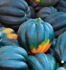 Table Queen Acorn Squash Seeds 3g (Approx. 25 Seeds) - Indoor Farmer