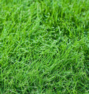 Tall Fescue, Turf Type 900g - Indoor Farmer