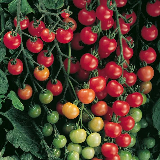 Tomatoes - Supersweet 100 F1