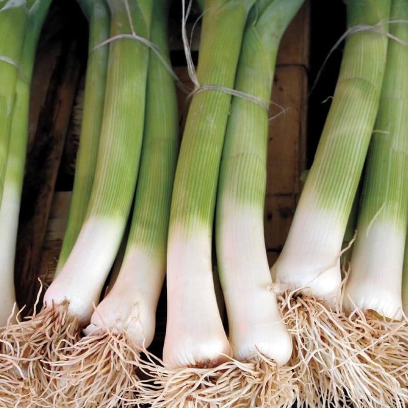 Varna Organic Leek Seeds 0.5g (Approx. 134 seeds) - Indoor Farmer