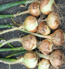 Walla Walla Onion Seeds 250 seeds - Indoor Farmer