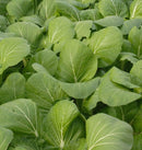 White - Stemmed Pac Choi Seeds 387 seeds - Indoor Farmer
