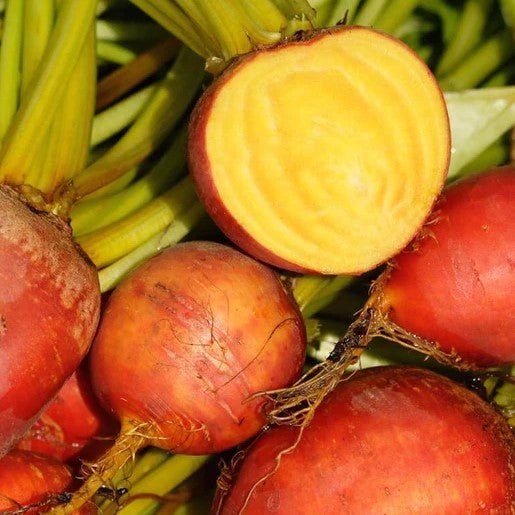 Beets - Touchstone Gold Seeds 4g (approx. 252 seeds) - Indoor Farmer