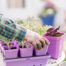 Bootstrap Farmer 3.3" Heavy Duty Seed Starting Pots with Inserts Multi - Colour - Indoor Farmer