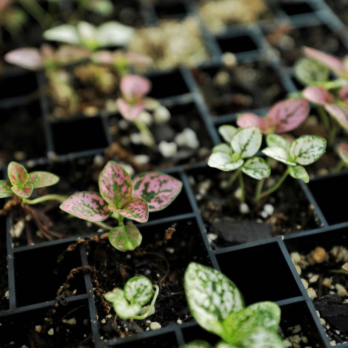 Bootstrap Farmer Air Prune Propagation Tray 72 Cell Indoor Farmer