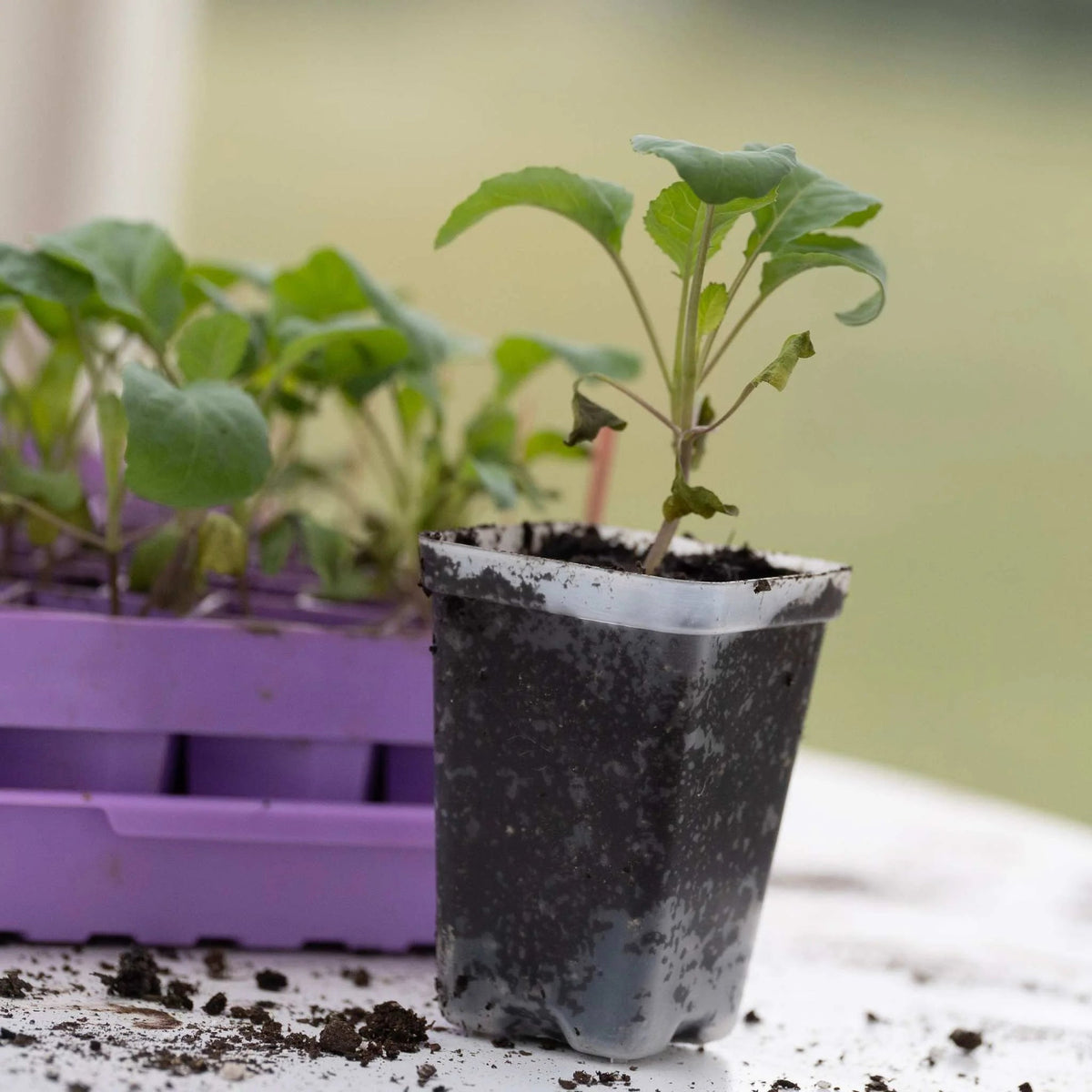 鉢・プランター studs pot cylinder ver.CJ BLACKspicy gem Seminyak Black Cement Indoor/Outdoor Large Planter 26.75