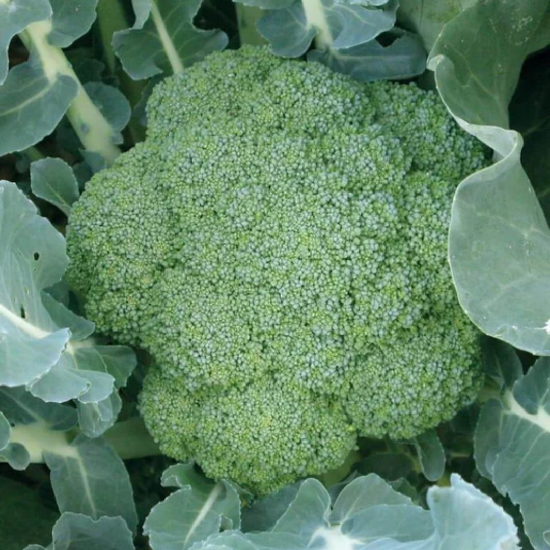 Broccoli Magic Shapoo Green Magic Broccoli Seeds