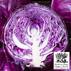 Cabbage - Amarant Seeds - Indoor Farmer