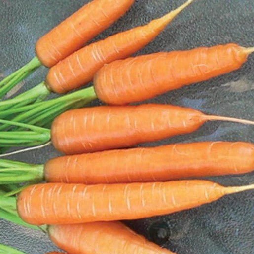 Carrot - Scarlet Nantes Carrot Seeds - Indoor Farmer