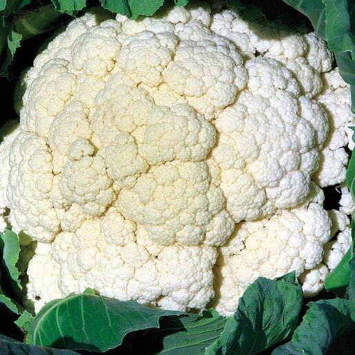 Cauliflower - Amazing Cauliflower Seeds 0.1g (approx. 19 seeds) - Indoor Farmer