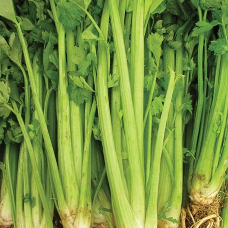 Celery - Tall Utah 52-70 Celery Seeds - Indoor Farmer