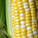 Corn - Peaches and Cream Corn Seeds 10g (Approx. 40 seeds) - Indoor Farmer