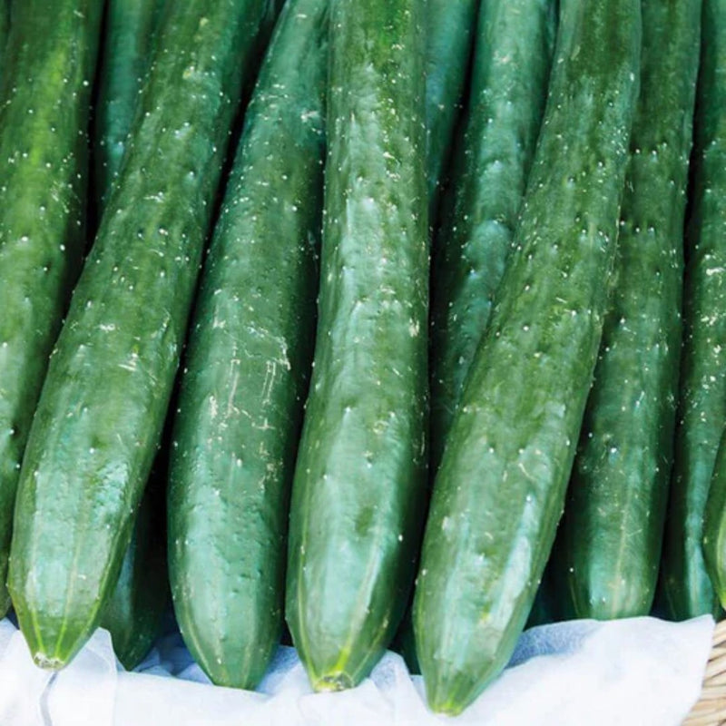 Cucumber - Tasty Emperor Seeds - Indoor Farmer