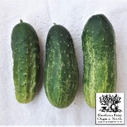 Cucumbers - Homemade Pickles Seeds - Indoor Farmer