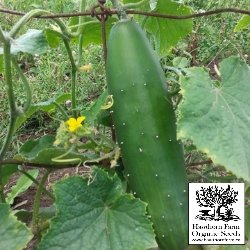 Cucumbers - Marketmore 76 Seeds - Indoor Farmer