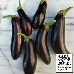 Eggplant - Diamond Seeds - Indoor Farmer