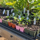 Epic Gardening 6 - Cell Seed Starting Trays Terracotta - Indoor Farmer