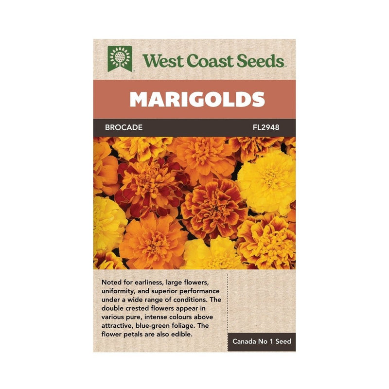 Flowers - Brocade Marigold Seeds - Indoor Farmer