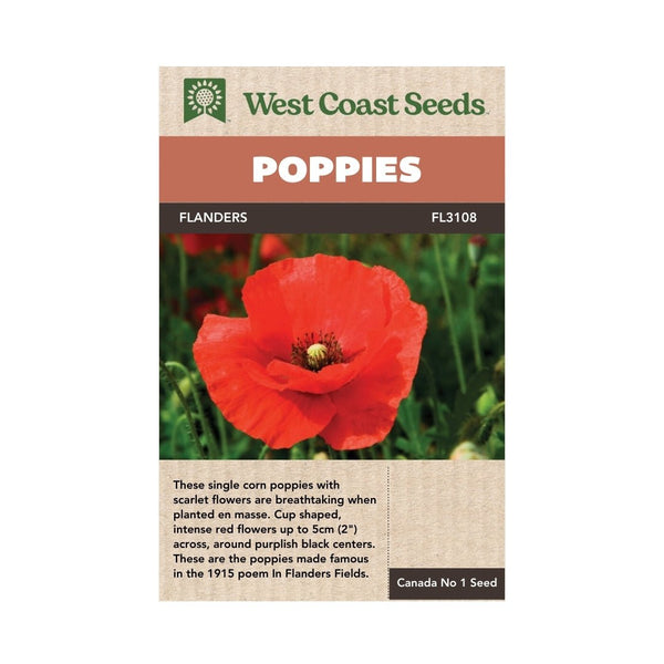 planting flanders poppy seeds Flanders Poppy Seeds
