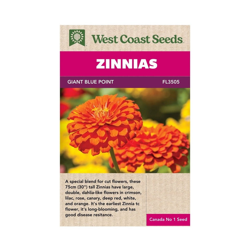 blue and white point dahlia seeds Giant Blue Point Formula Zinnia Seeds